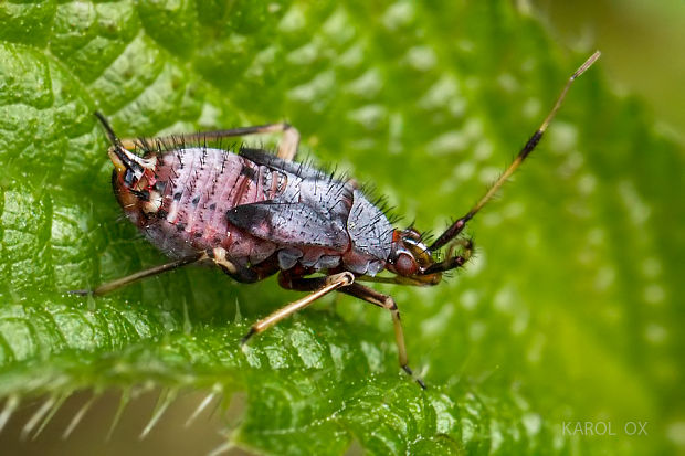 bzdôška premenlivá Deraeocoris ruber nymfa