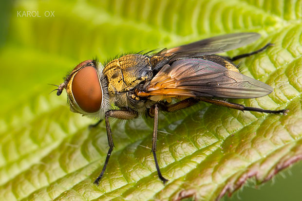 bystruša plochá Ectophasia crassipennis