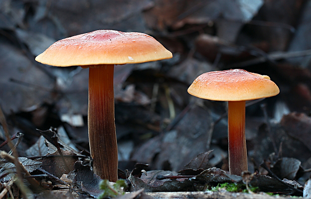 plamienka Flammulina sp.