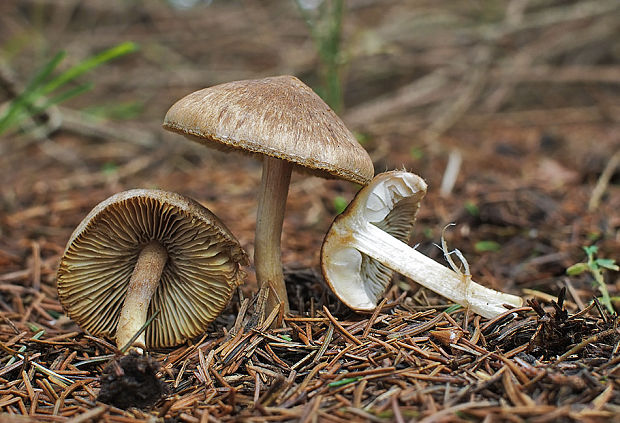 vláknica Inocybe sp.