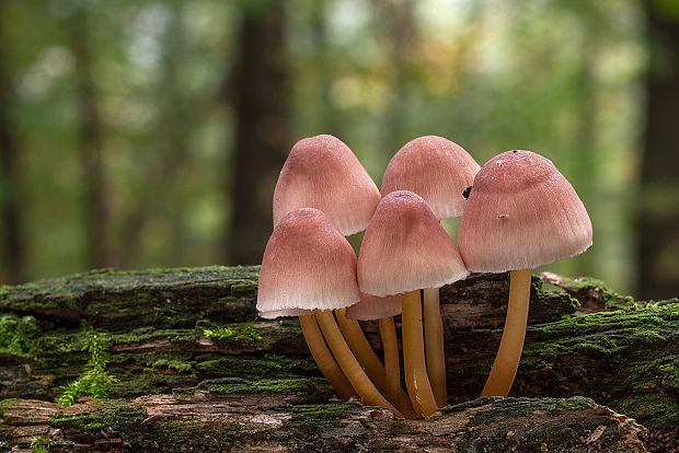 prilbička žltohlúbiková Mycena renati Quél.