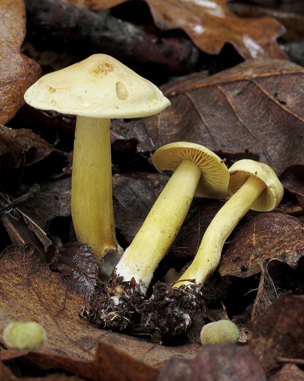 čírovka sírovožltá Tricholoma sulphureum (Bull.) P. Kumm.