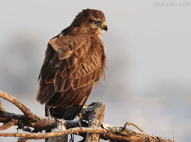 myšiak hôrny Buteo buteo