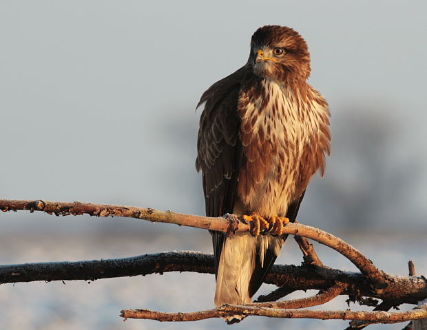 myšiak hôrny Buteo buteo