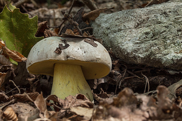 hríb horký Caloboletus radicans (Pers.) Vizzini