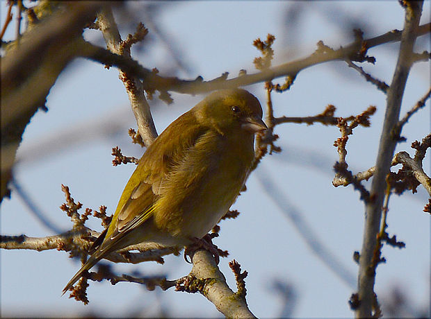 stehlík zelený Carduelis chloris