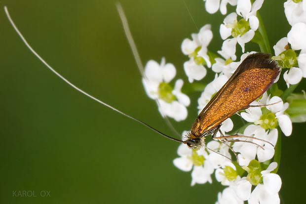 adéla červenohlavá Cauchas rufimitrella (cf.)