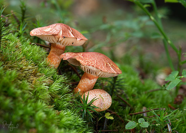 pavučinovec červenošupinatý Cortinarius bolaris (Pers.) Fr.