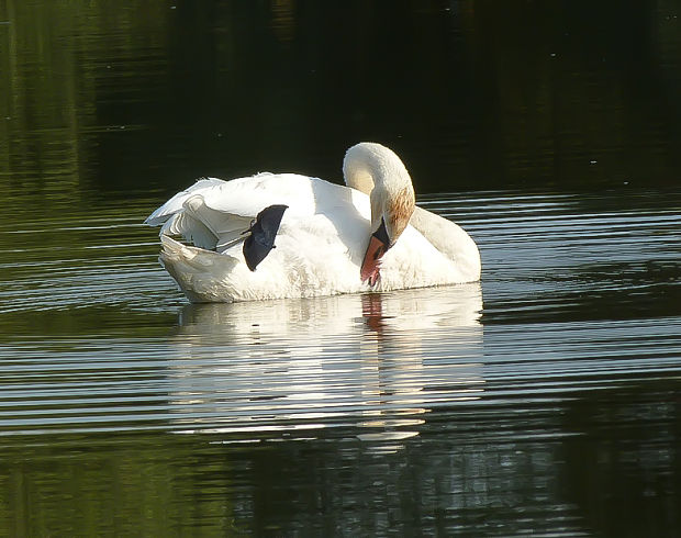 labuť Cygnus olor