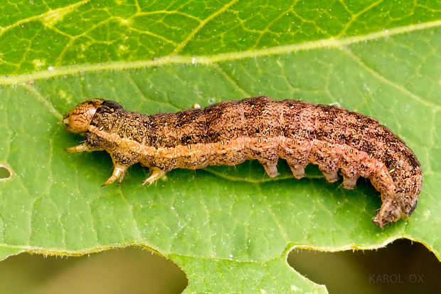 mora zeleninová Lacanobia w - latinum (cf.)