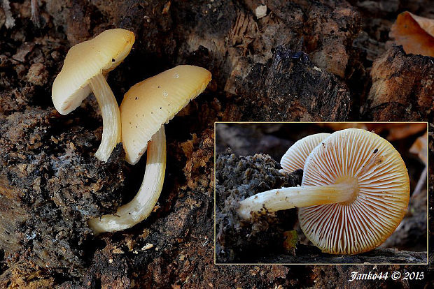 štítovka škoricovohnedá Pluteus chrysophaeus (Schaeff.) Quél.