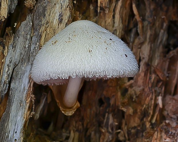 pošvovec stromový Volvariella bombycina (Schaeff.) Singer