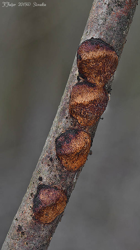 trúdnikovník poľný Dichomitus campestris (Quél.) Domański & Orlicz