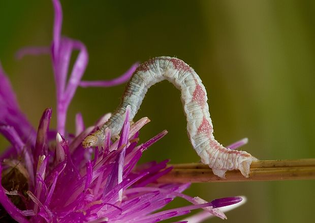 kvetnatka horcová Eupithecia satyrata