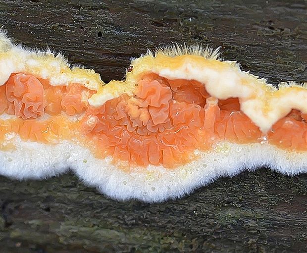 povlačník oranžový Leucogyrophana mollusca (Fr.) Pouzar