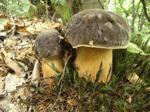 hríb bronzový Boletus aereus Bull. ex Fr.