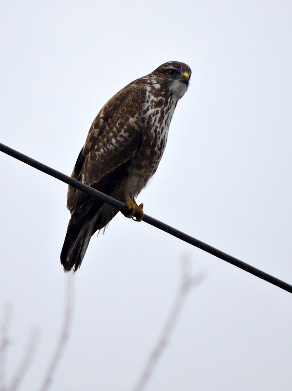 myšiak hôrny  Buteo buteo