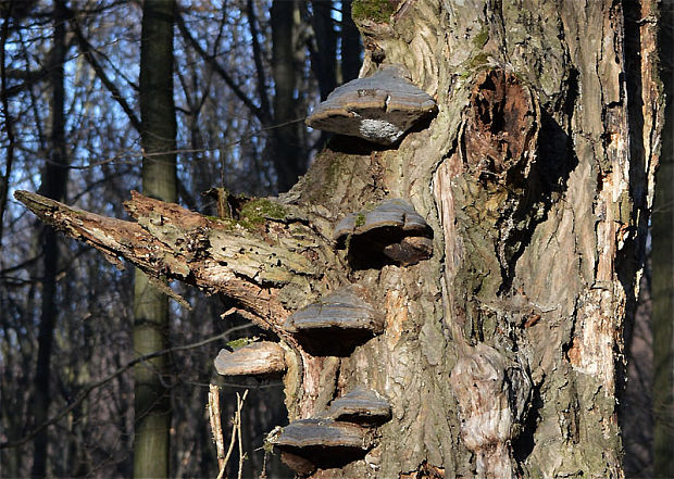 práchnovec kopytovitý Fomes fomentarius (L.) J.J. Kickx