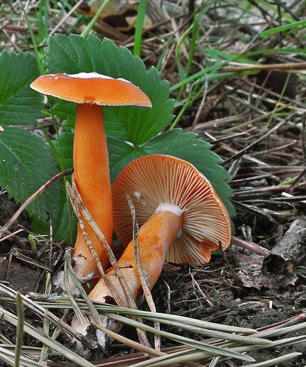 rýdzik pomarančový Lactarius aurantiacus (Pers.) Gray