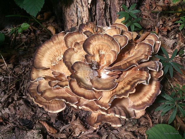 vejárovec obrovský Meripilus giganteus (Pers.) P. Karst.