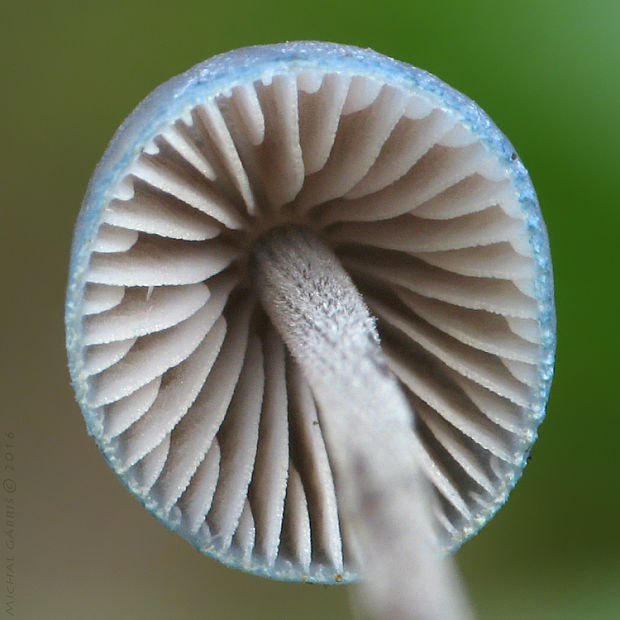 prilbička modrastá Mycena amicta (Fr.) Quél.