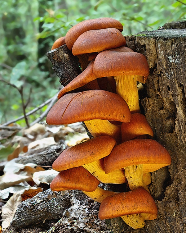 kališník hnedooranžový Omphalotus olearius (DC.) Singer