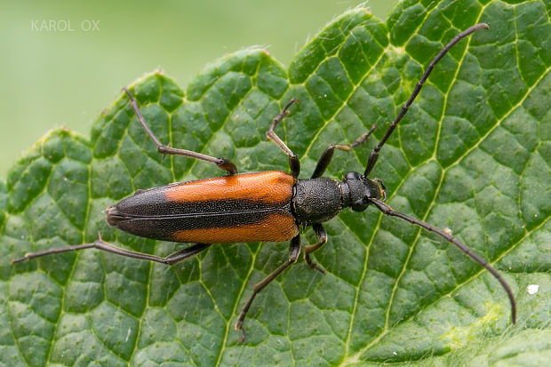 fuzáč kvetový Stenurella melanura ♀