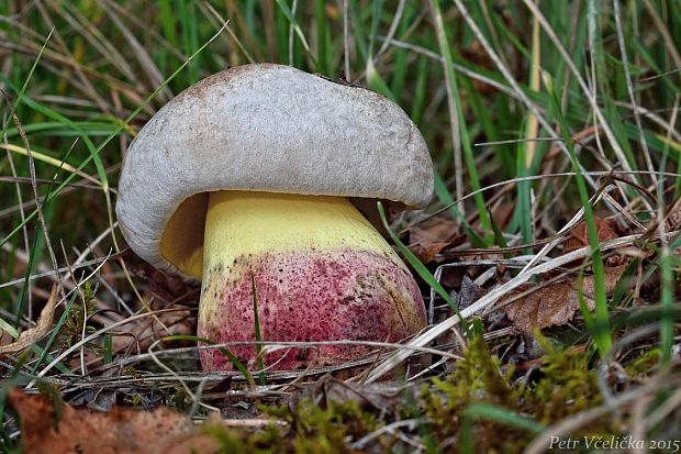 hríb horký Caloboletus radicans (Pers.) Vizzini