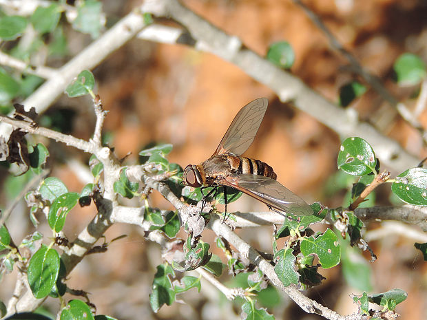 chlpačka Diptera, Bombyliidae