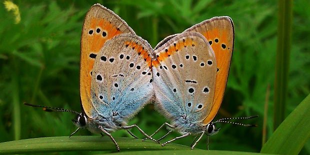 ohniváčik veľký Lycaena dispar