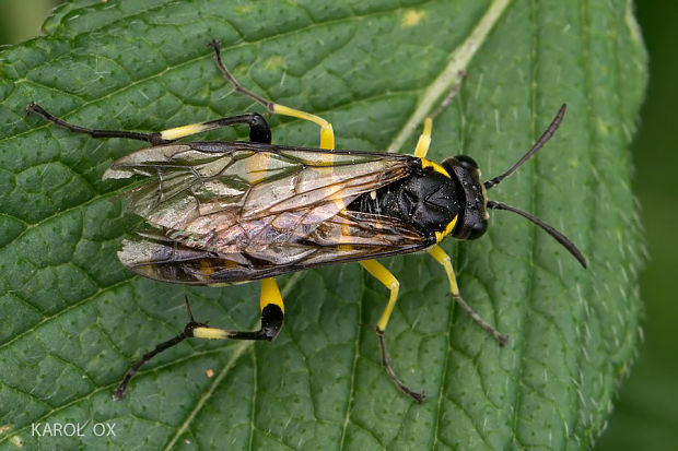 piliarka Macrophya montana ♂