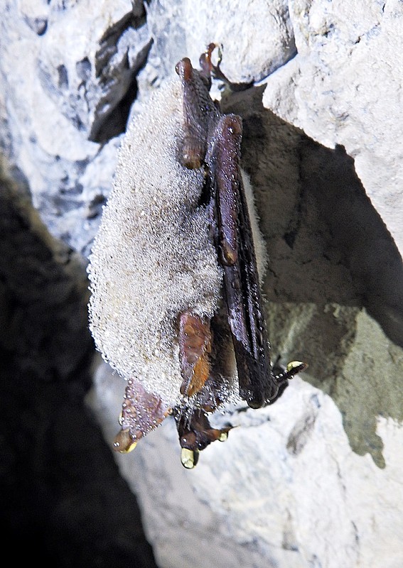 netopier obyčajný Myotis myotis