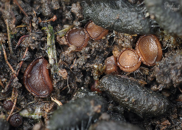 chlpanka veľkovýtrusná Pseudombrophila hepatica (Batsch) Brumm.