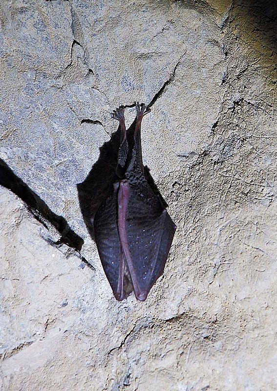 podkovár malý Rhinolophus hipposideros