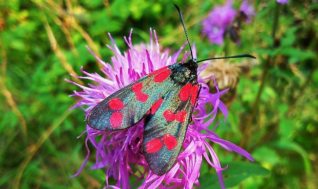 vretienka obyčajná Zygaena filipendulae Linnaeus,1758