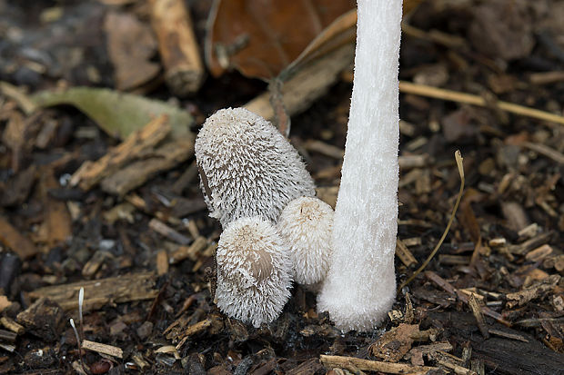 hnojník chlpatý Coprinopsis lagopus (Fr.) Redhead, Vilgalys & Moncalvo