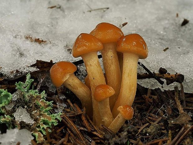 strapcovka maková Hypholoma capnoides (Fr.) P. Kumm.