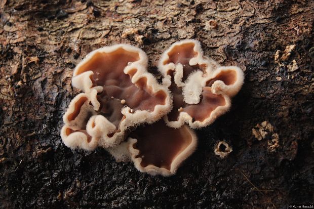 škľabka plstnatá Schizophyllum amplum (Lév.) Nakasone