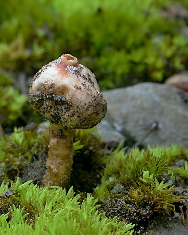 stopkovec zimný Tulostoma brumale Pers.