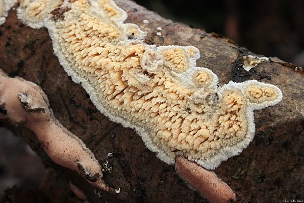 voskovček drsný Xylodon radula (Fr.) Nobles