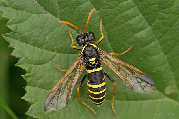 piliarka  Tenthredo scrophulariae