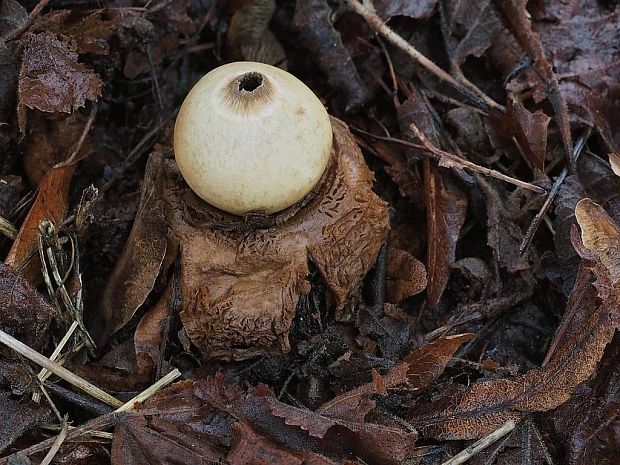 hviezdovka trojitá Geastrum triplex Jungh.