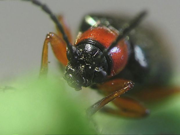 cz: kohoutek, sk: kohútik Oulema melanopus