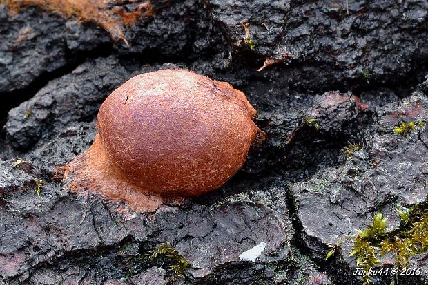 sieťnatka obyčajná Reticularia lycoperdon Bull.