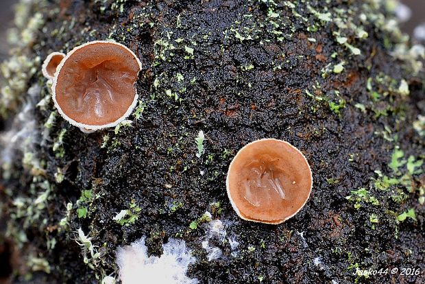 škľabka plstnatá Schizophyllum amplum (Lév.) Nakasone