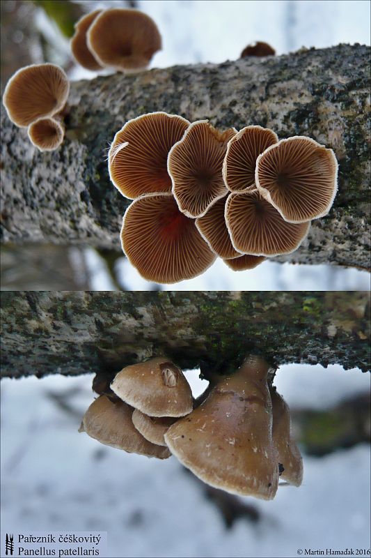 pňovka Tectella patellaris (Fr.) Murrill