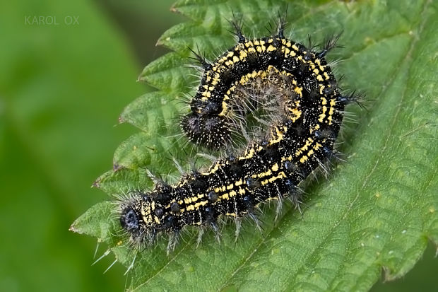 babôčka pŕhľavova Aglais urticae