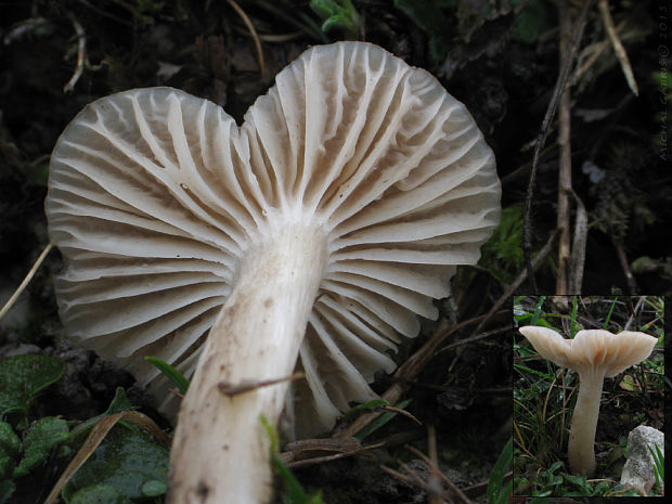 lúčnica Cuphophyllus sp.