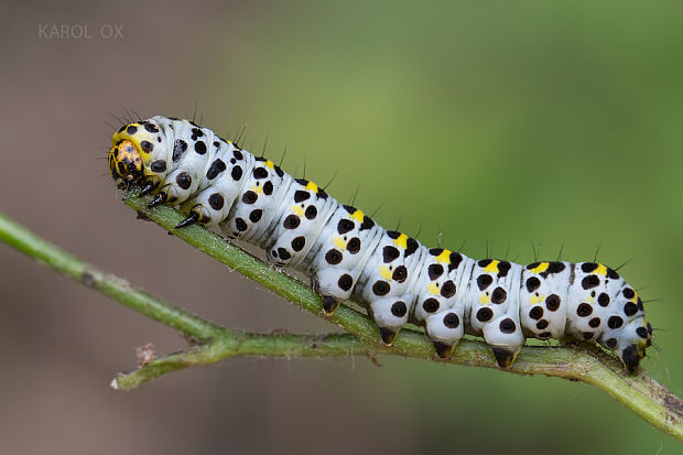 mora krtičníková Shargacucullia scrophulariae