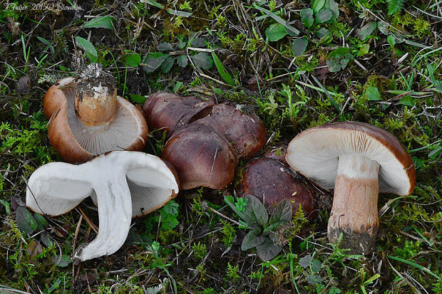 čírovka prstencová Tricholoma batschii Gulden